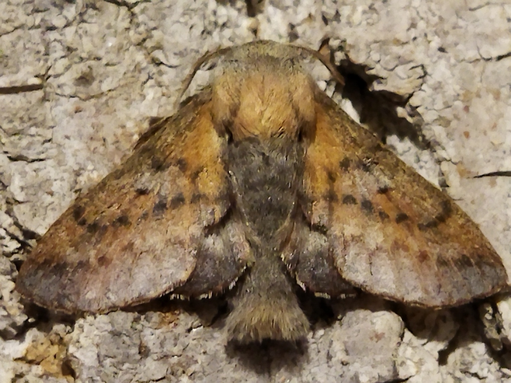 Aspen Lappet