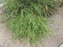 Cenchrus ciliaris