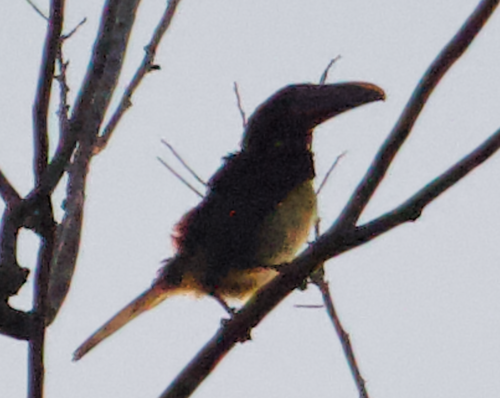 Green Aracari (Pteroglossus viridis)