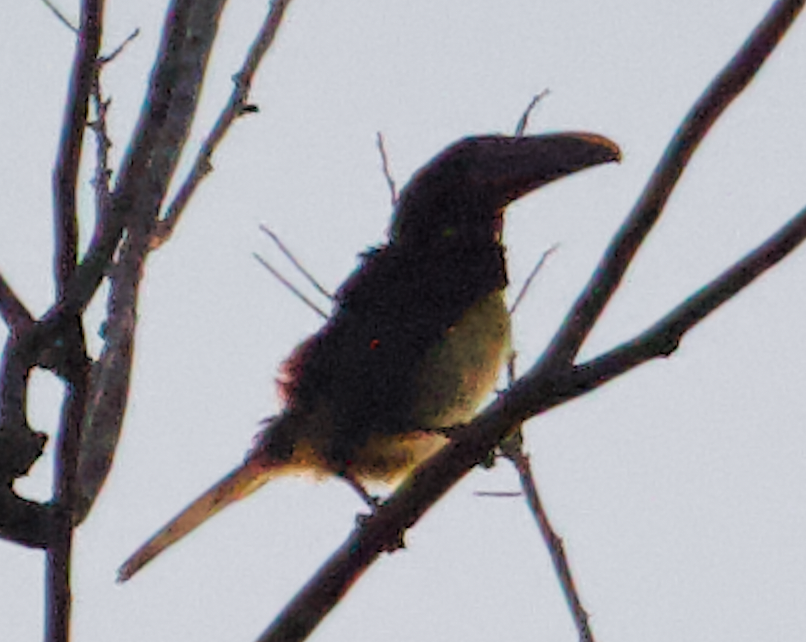 Green Aracari illustration