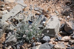 Helichrysum makranicum