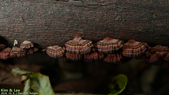 Daedaleopsis styracina