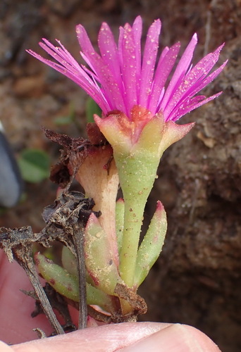 Image of Lampranthus pauciflorus by (c) Nicola van Berkel, some rights reserved (CC BY-SA)