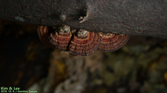 Daedaleopsis styracina