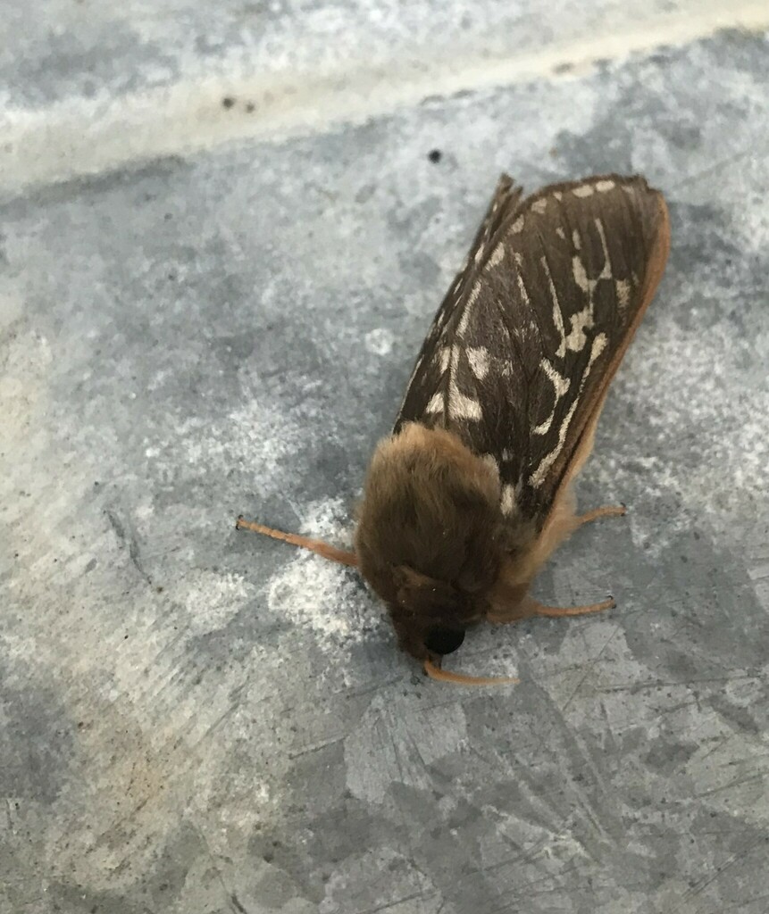 Parapielus luteicornis