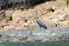 Ardea sumatrana