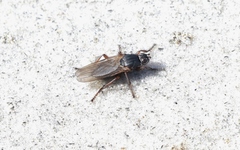 Coelopidae