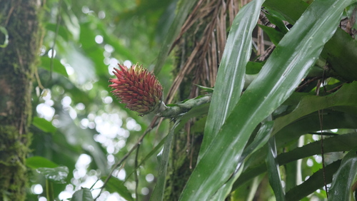 Aechmea pectinata (Aechmea pectinata)