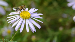 Eristalis kyokoae