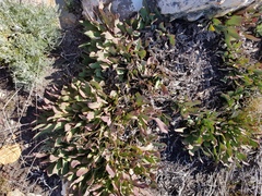 Protea laevis