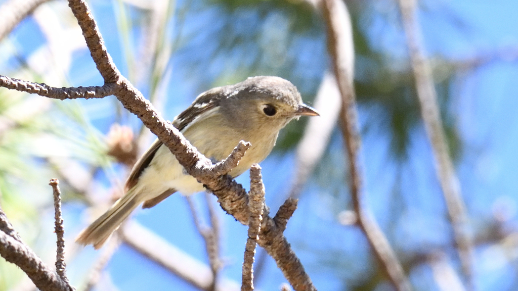 Perching Birds from Durango, Durango, Mexico on March 21, 2023 at 0244