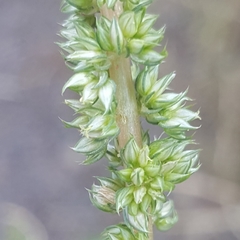 Amaranthus palmeri