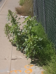 Amaranthus palmeri