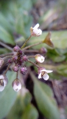 Capsella bursa-pastoris