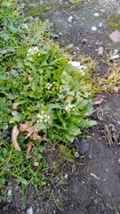 Capsella bursa-pastoris