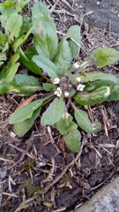 Capsella bursa-pastoris