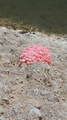 Pomacea