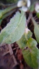 Capsella bursa-pastoris
