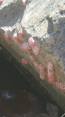 Pomacea