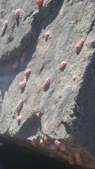 Pomacea