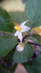 Solanum