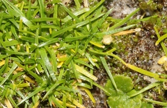 Colobanthus apetalus