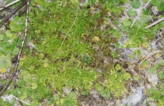 Colobanthus apetalus