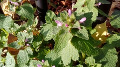 Lamium purpureum
