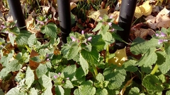 Lamium purpureum