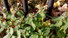 Lamium purpureum