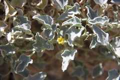 Cucumis prophetarum