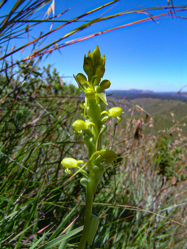 Satyrium chlorocorys image