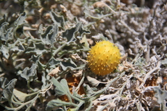 Cucumis prophetarum