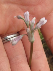 Tulbaghia leucantha