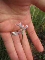 Tulbaghia leucantha