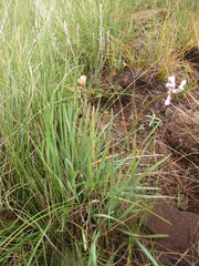 Tulbaghia leucantha