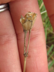 Tulbaghia leucantha