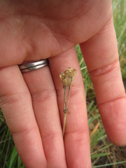 Tulbaghia leucantha