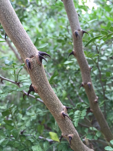 Lime Prickly-ash