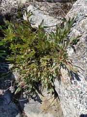 Protea effusa