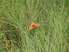 Catacroptera cloanthe cloanthe