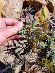 Protea effusa