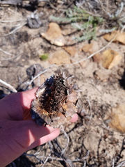 Protea effusa