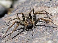 Dolomedes dondalei