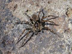 Dolomedes dondalei