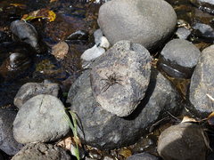 Dolomedes dondalei