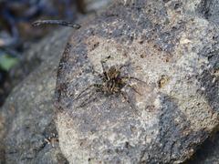 Dolomedes dondalei