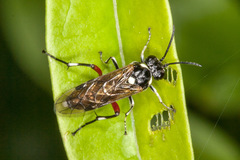 Macrophya punctumalbum