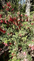 Clianthus puniceus