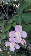 Clematis montana